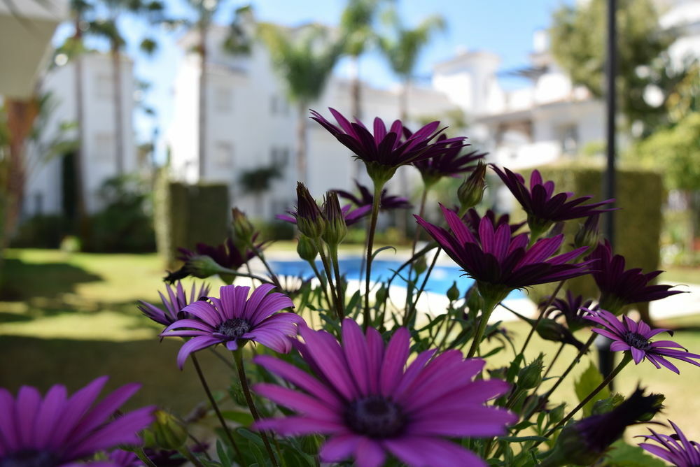 Apartamentos Y Casas Serinamar Marbella El Ángel Exterior foto